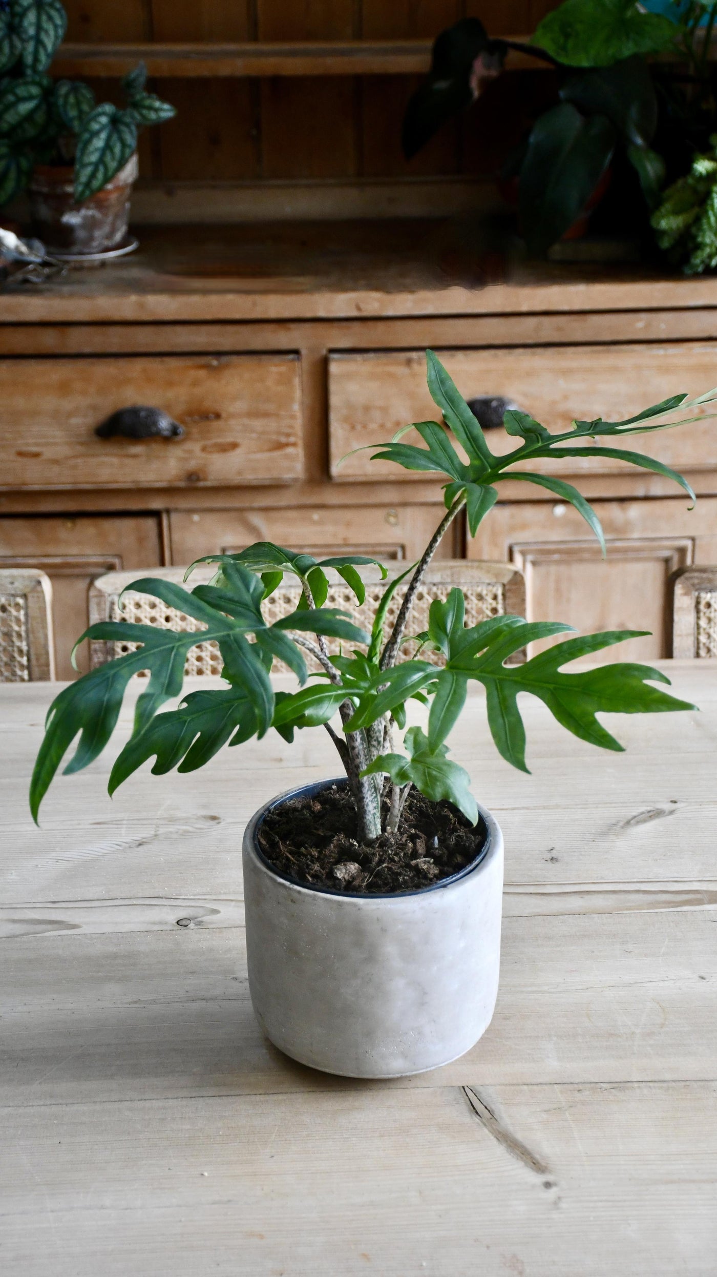 Alocasia Brancifolia