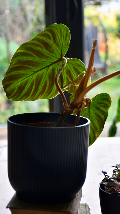 Philodendron Verrucosum