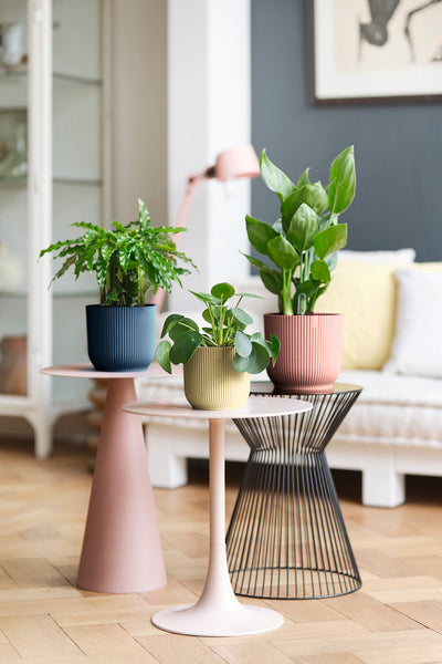 Aspidistra Elatior (Cast Iron Plant)