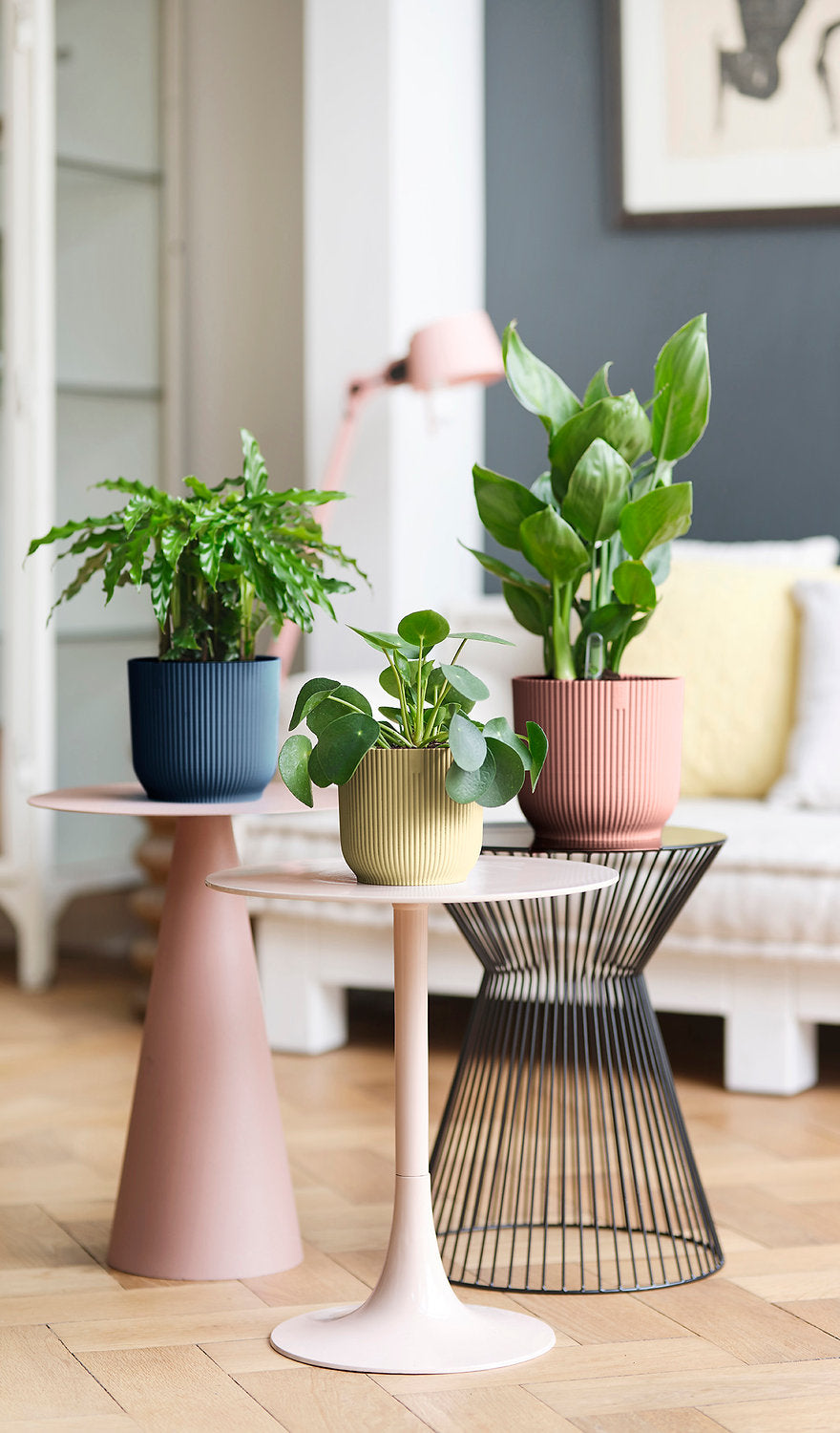 Oxalis Triangularis 'Purple Shamrock’ & Vibes Pot