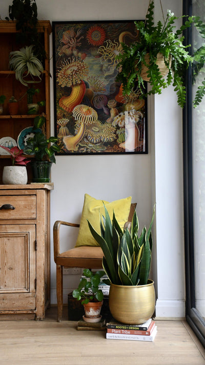 Sansevieria Trifasciata Diamond Flame