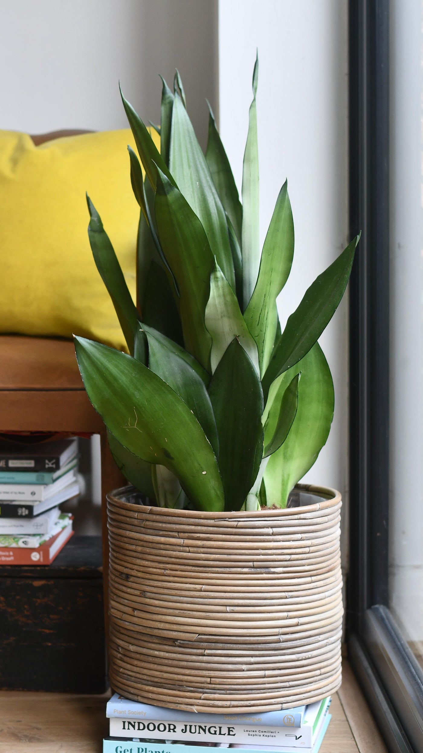 sansevieria trifasciata moonshine rare snake plant Sanevieria Trifasciata 'Moonshine' | Snake Plant