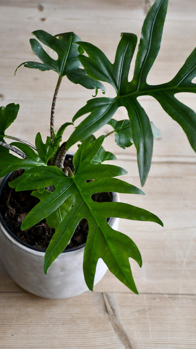 Alocasia Brancifolia