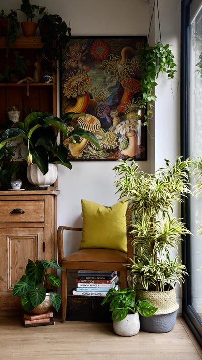 Dracaena Reflexa Song of India