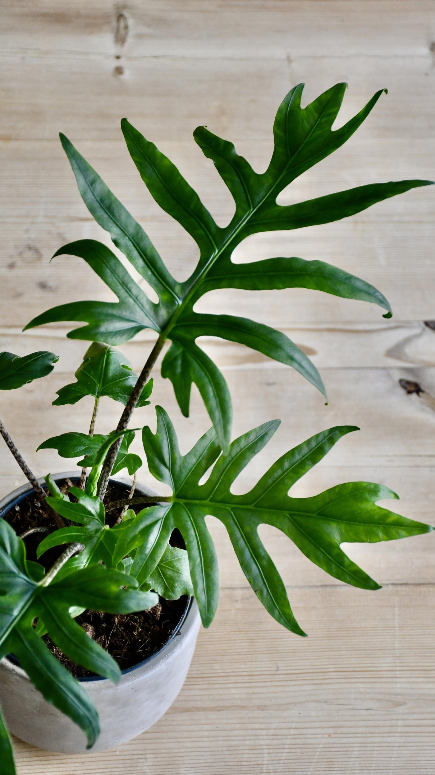 Alocasia Brancifolia