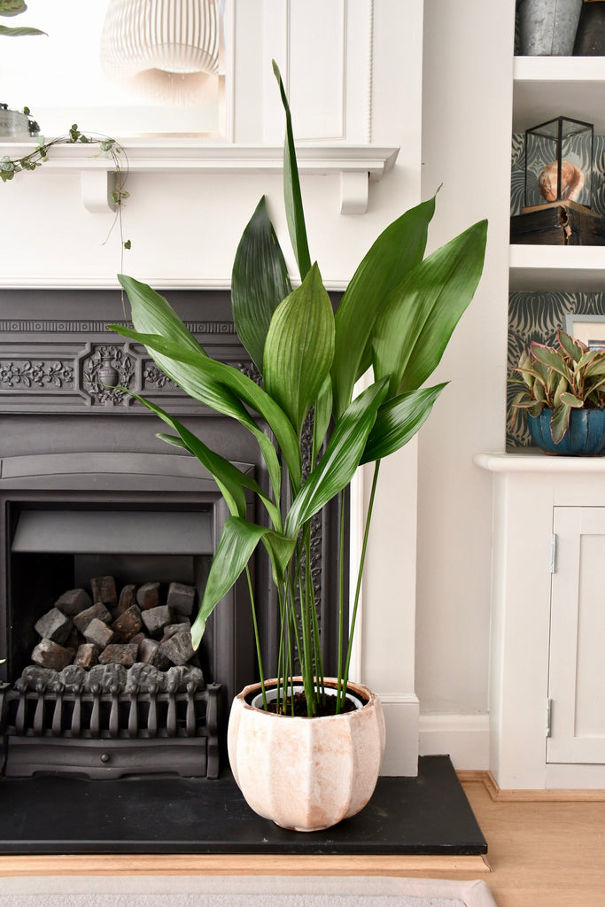 Aspidistra Elatior | Cast Iron Plant