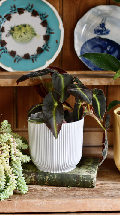 Begonia Listada (Striped Begonia)