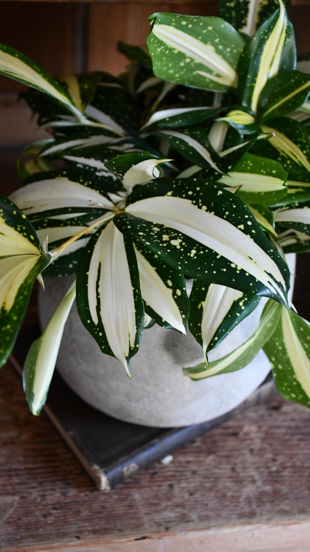 milky way dracaena Dracaena Surculosa 'Milky Way'