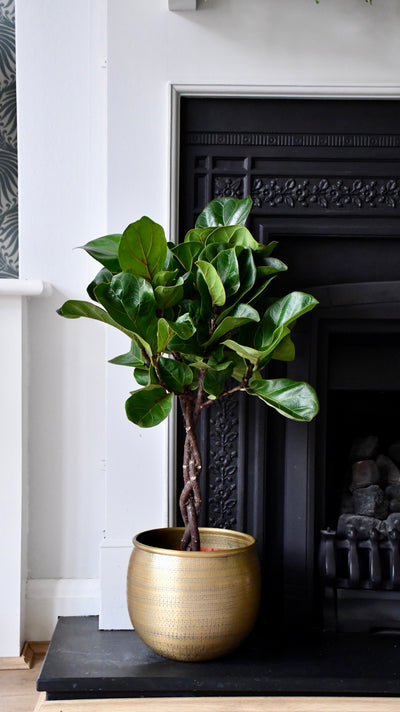 Fiddle Leaf Fig  (Plaited Stem)