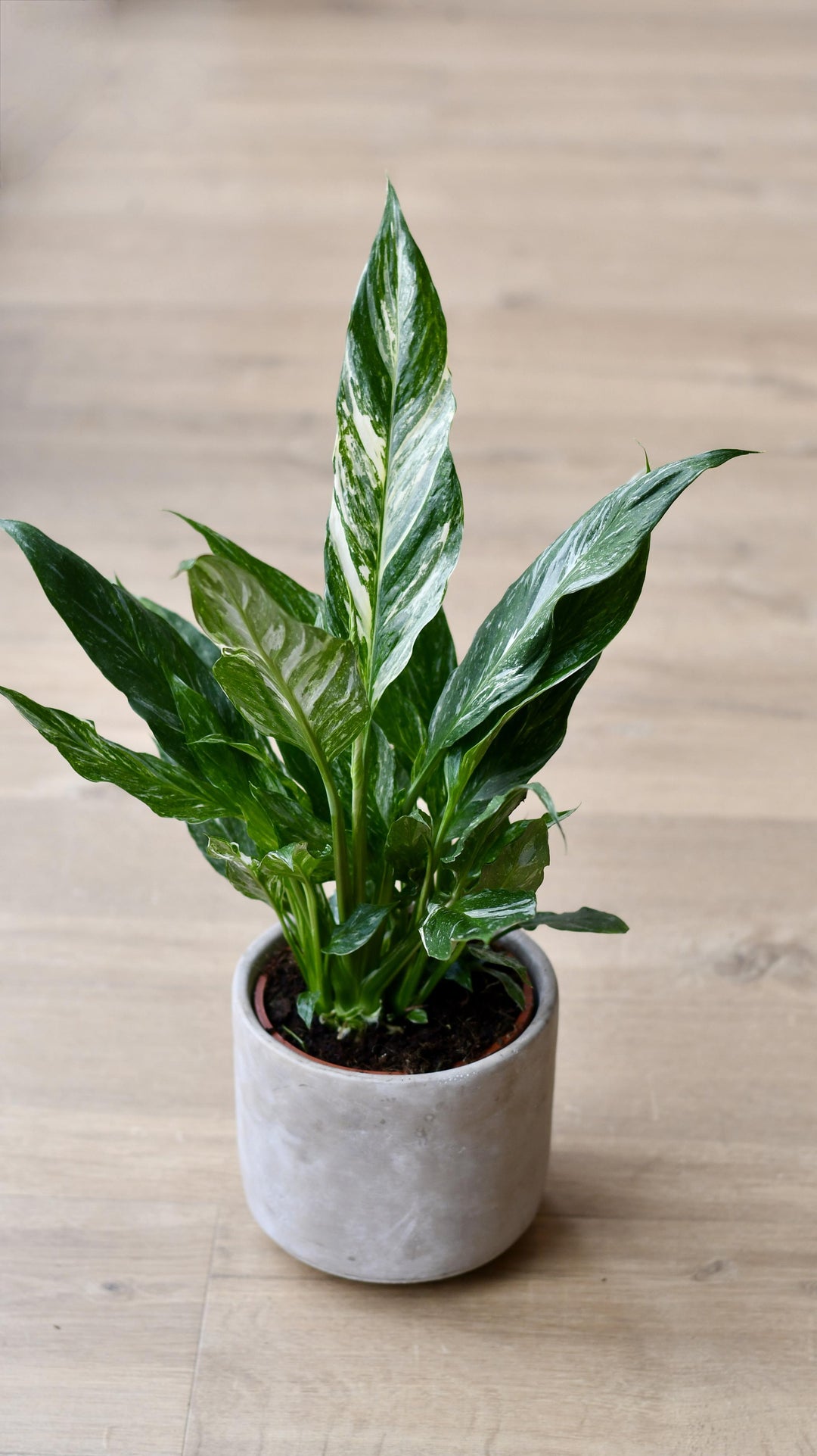 Variegated Spathiphyllum diamond – Happy Houseplants