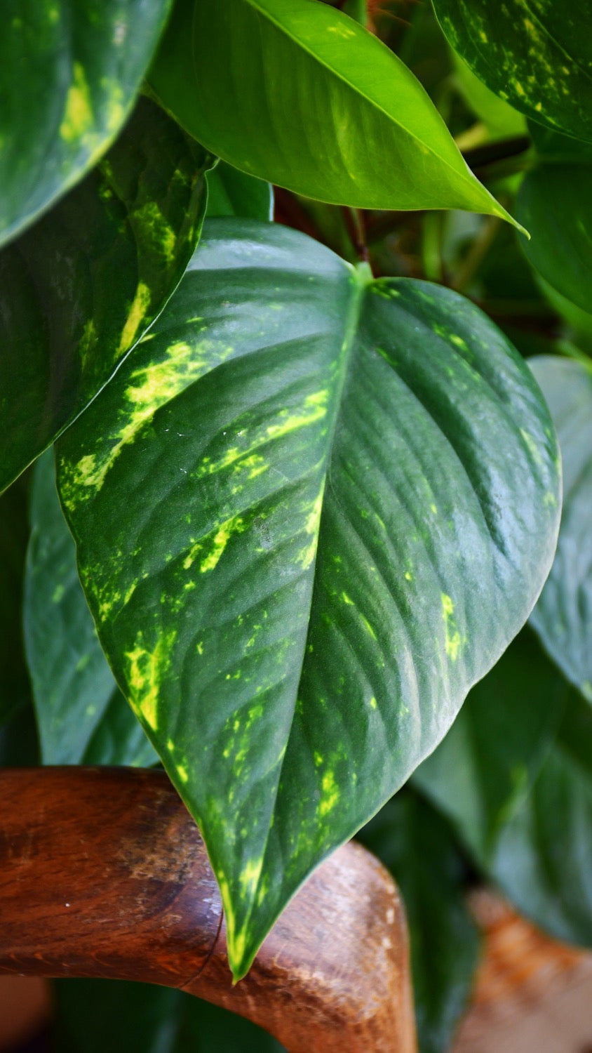 devils ivy moss pole Pothos Bush - Epipremnum Aureum