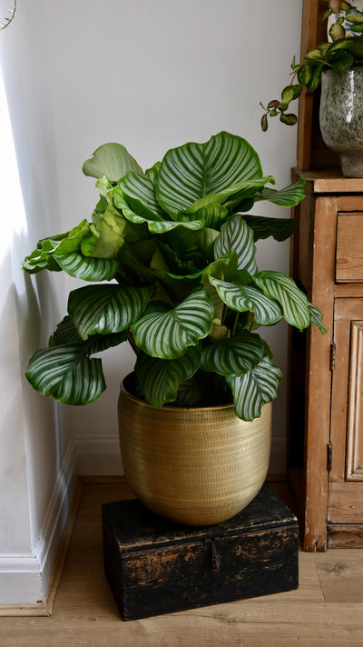 Large Calathea Orbifolia