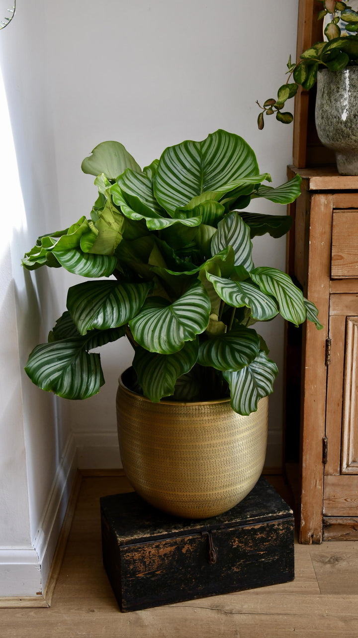 is calathea an indoor plant Calathea Orbifolia | Indoor Plants Delivered