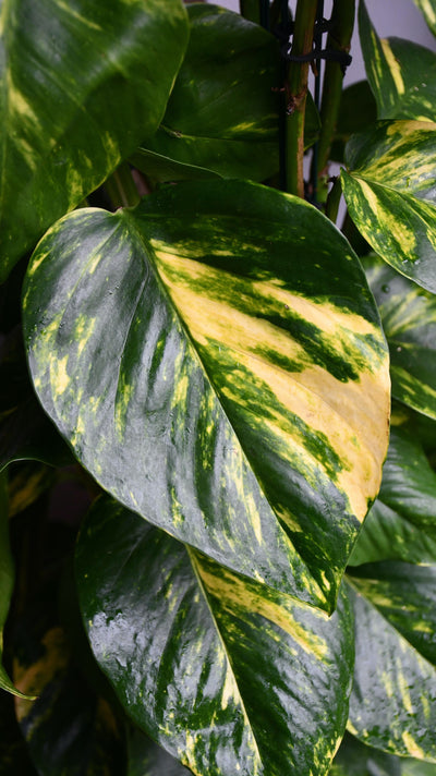 Epipremnum pinnatum Aureum (Pothos, Devils Ivy)