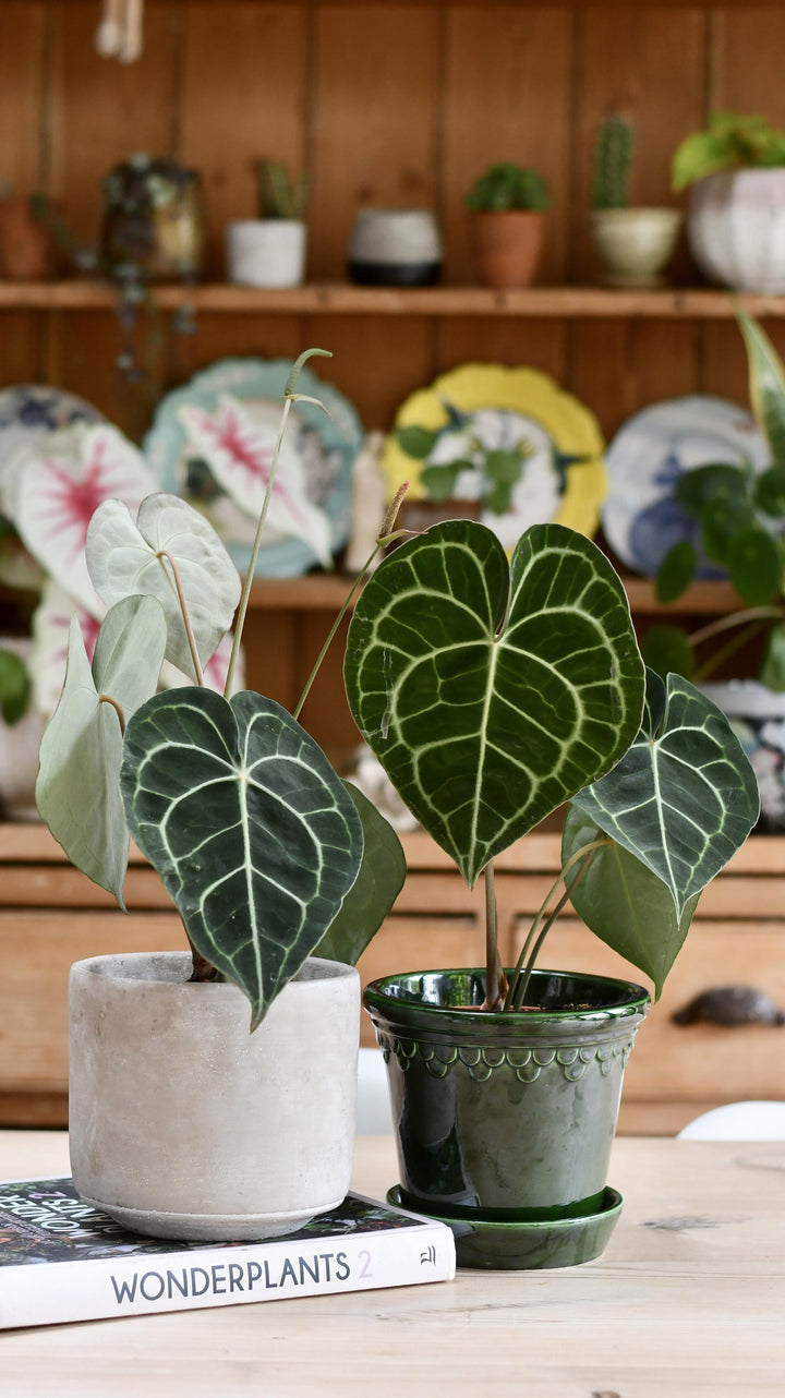 anthurium clarinervium uk buy Anthurium Clarinervium | Giant Laceleaf Indoor Plant