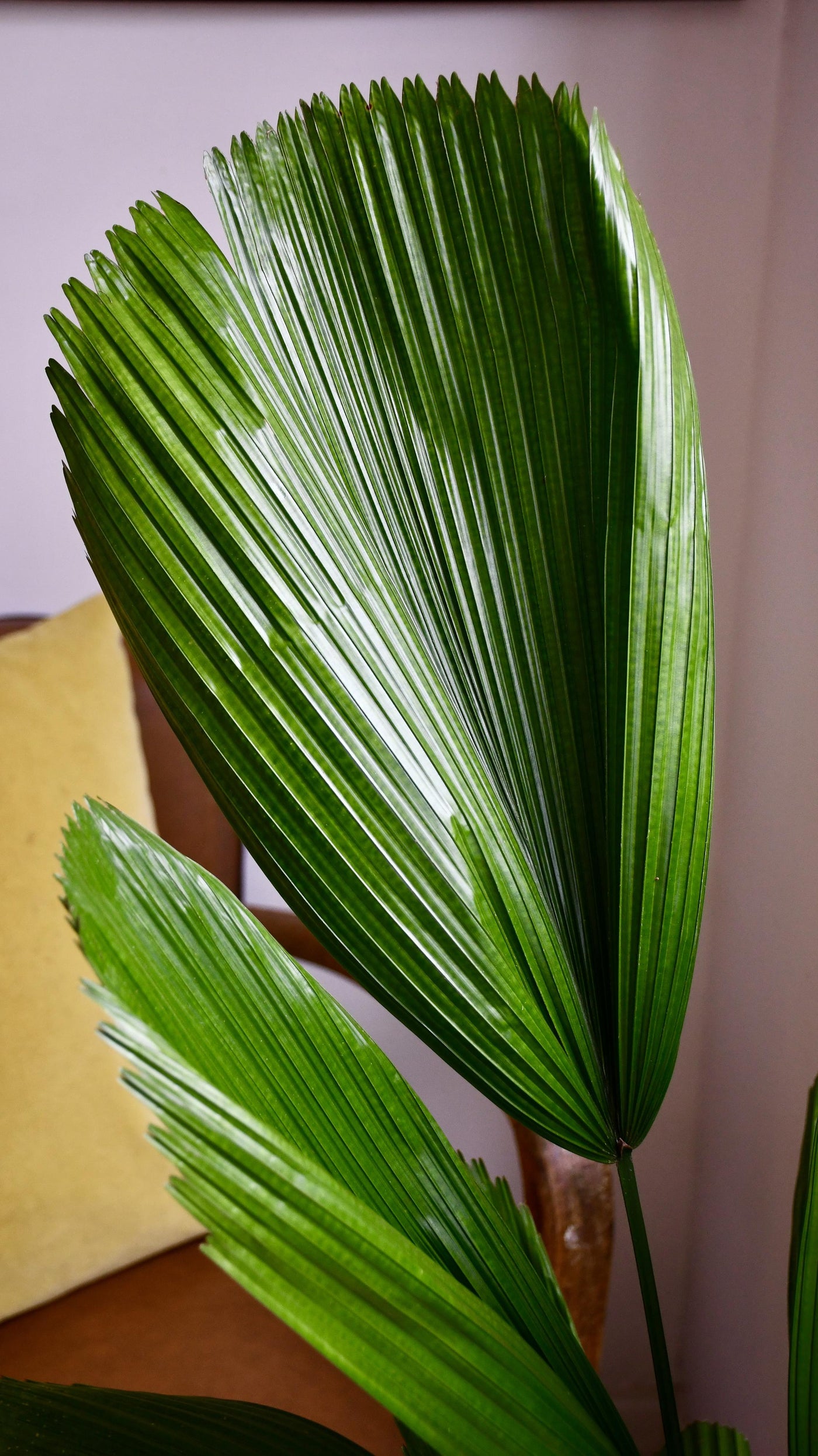 Licuala Grandis Palm
