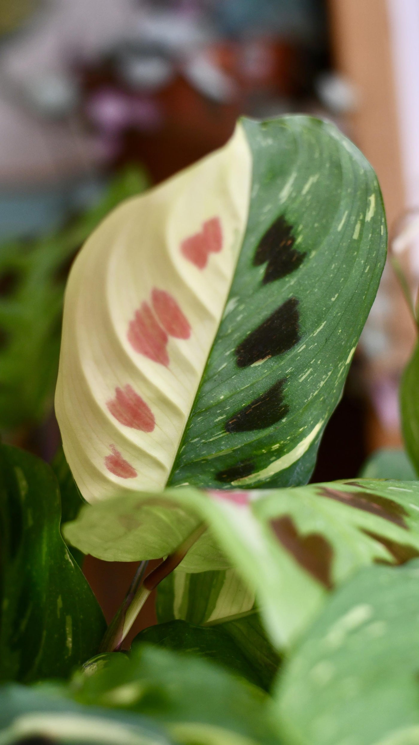 Variegated Maranta Leuconeura Kercho *rare*