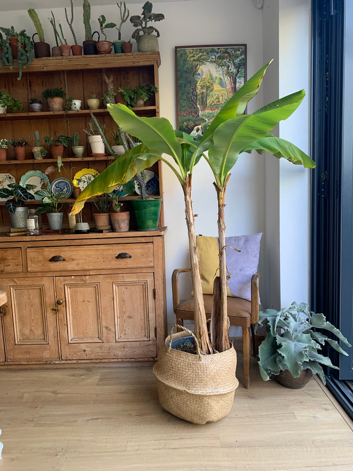 musa basjoo 10.5cm potted plant x 2 Musa basjoo | Japanese Banana