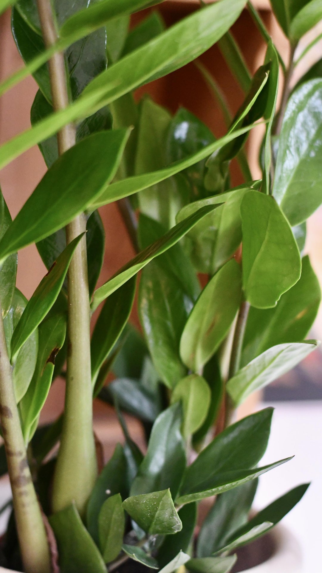 curved zz plant stems ZZ Plant | Zamioculcas Zamiifolia
