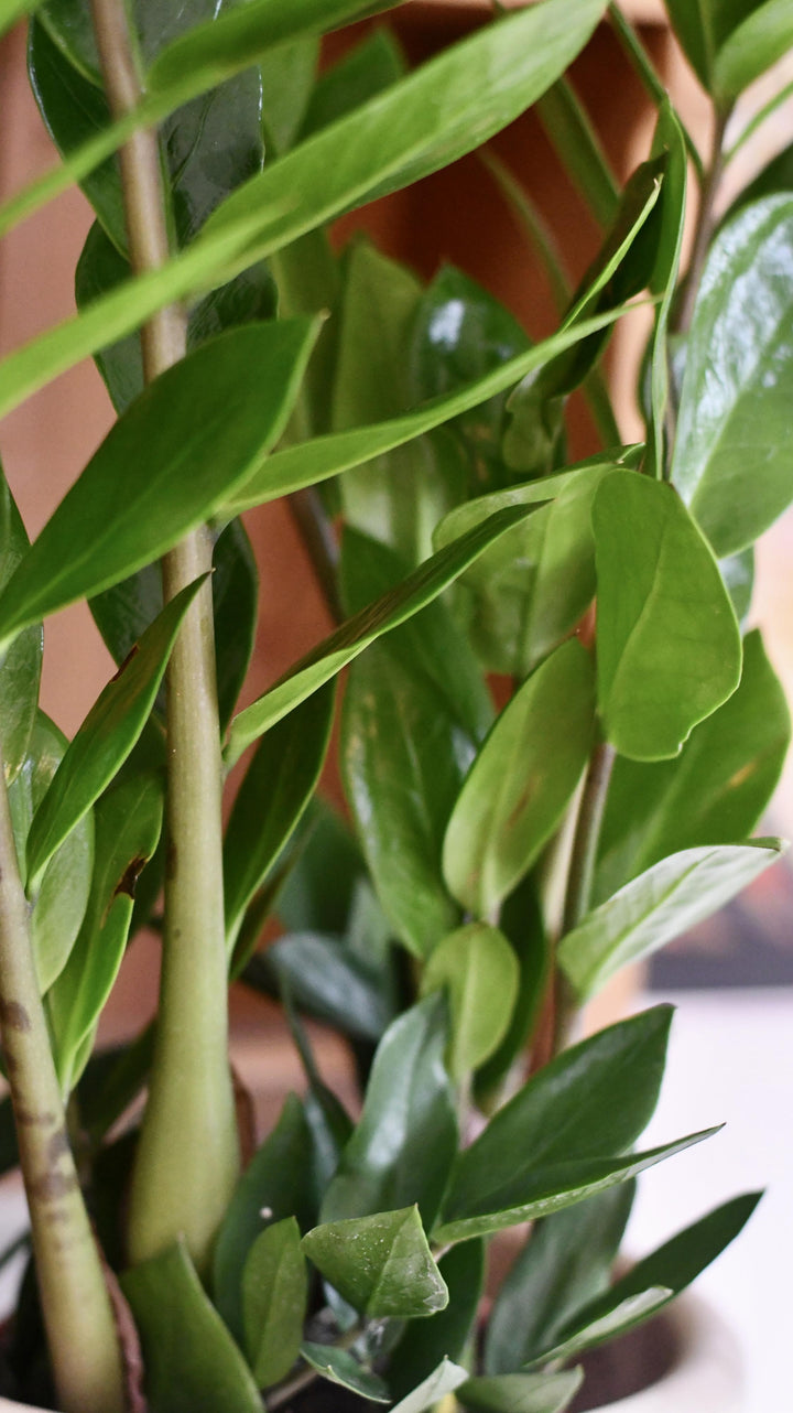 ZZ Plant | Zamioculcas Zamiifolia