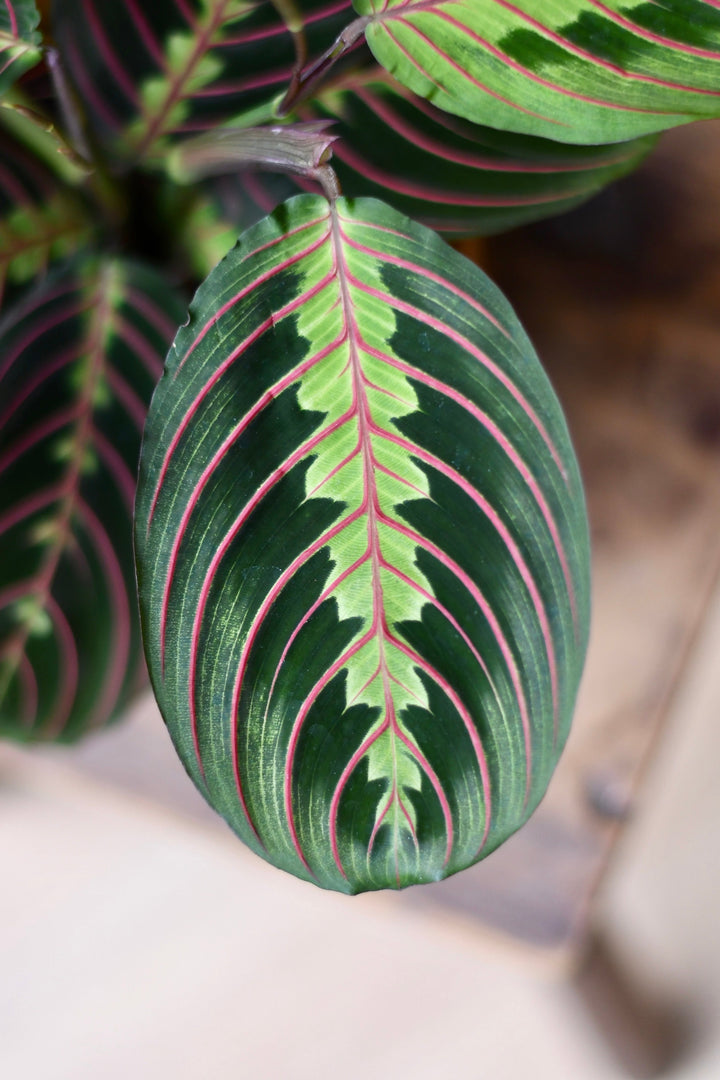 are red prayer plants poisonous to cats Maranta Fascinator