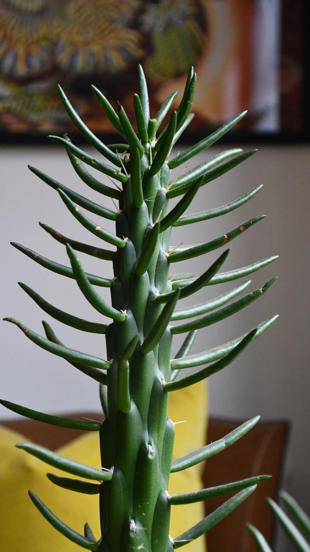 Opuntia Subulata | Rare Cactus
