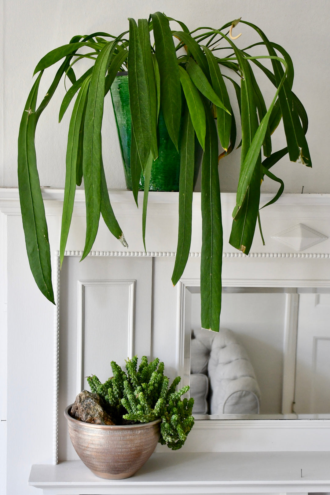 trailing anthurium Anthurium Vittarifolium – Happy Houseplants