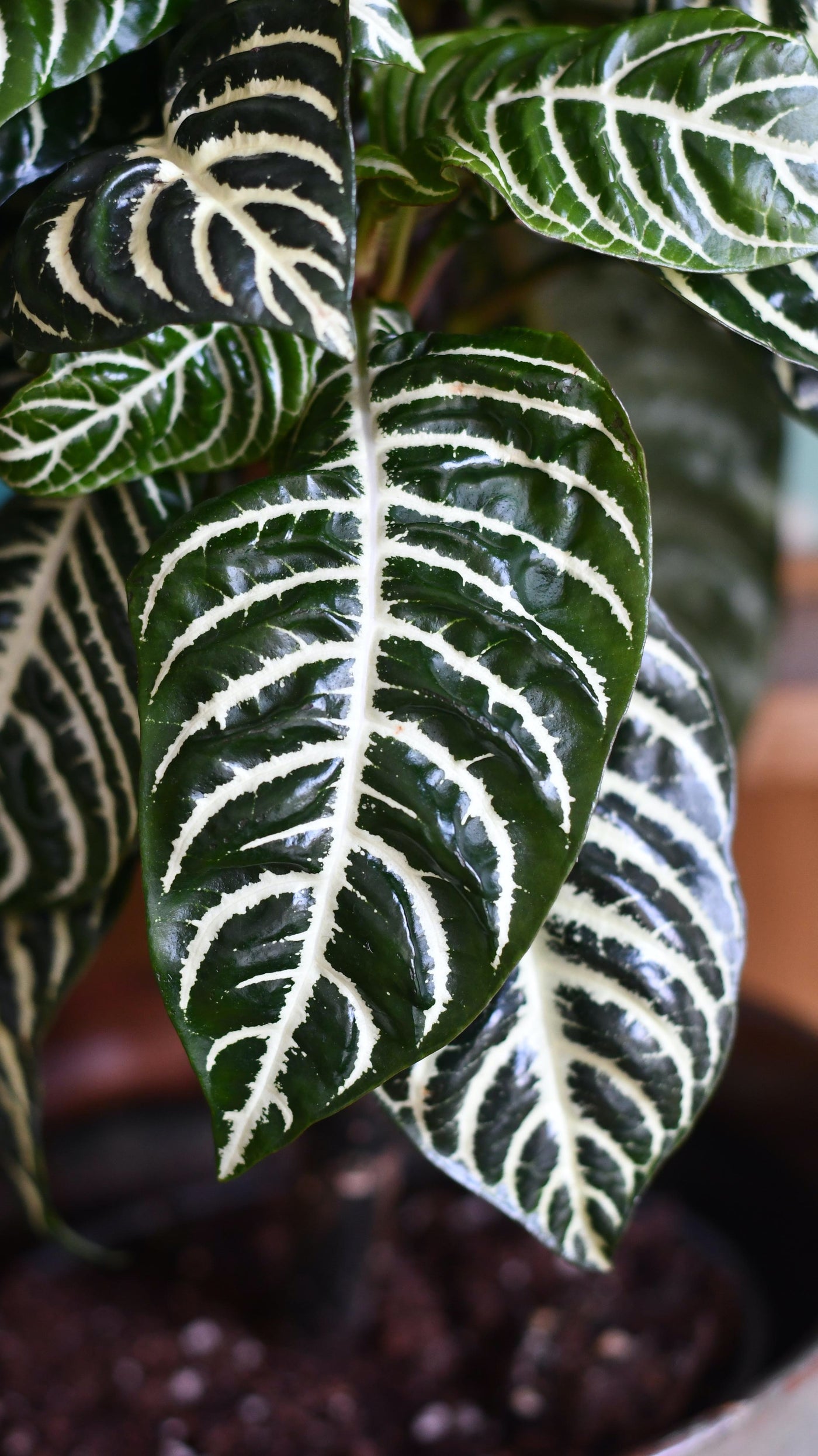 Aphelandra Squarrosa