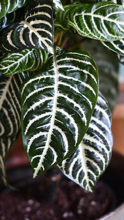 Aphelandra Squarrosa