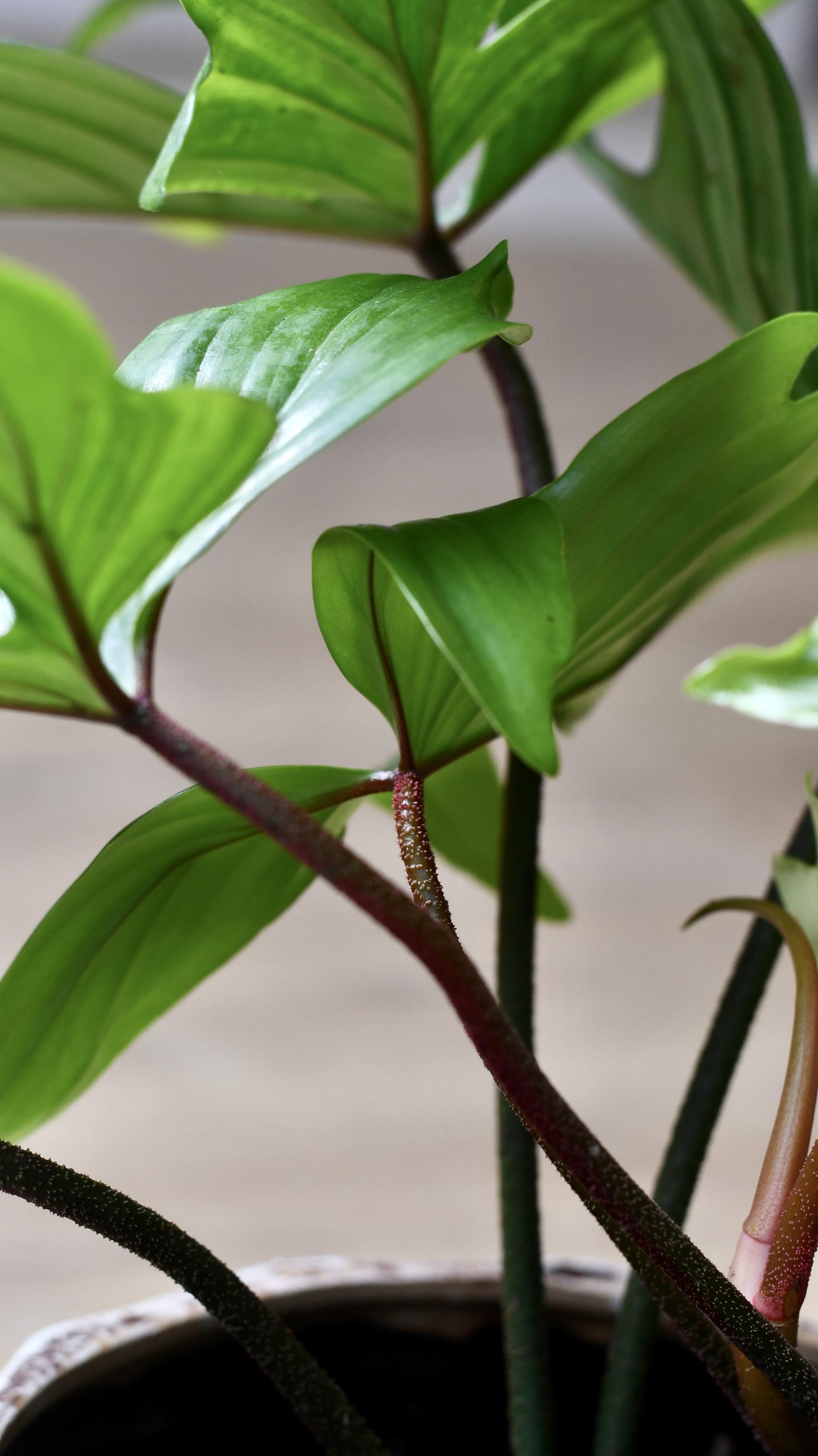 Philodendron Florida