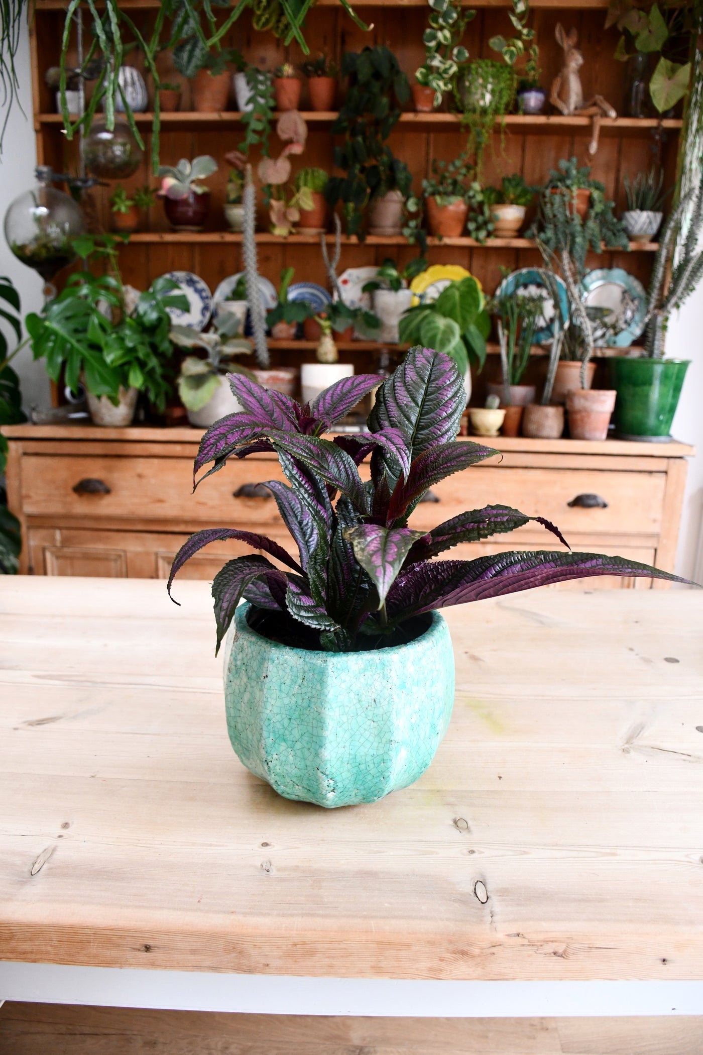 Strobilanthes Dyeriana - Persian Shield 14cm x 45cm