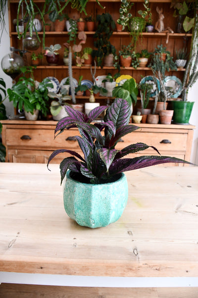 Strobilanthes Dyeriana - Persian Shield 14cm x 45cm