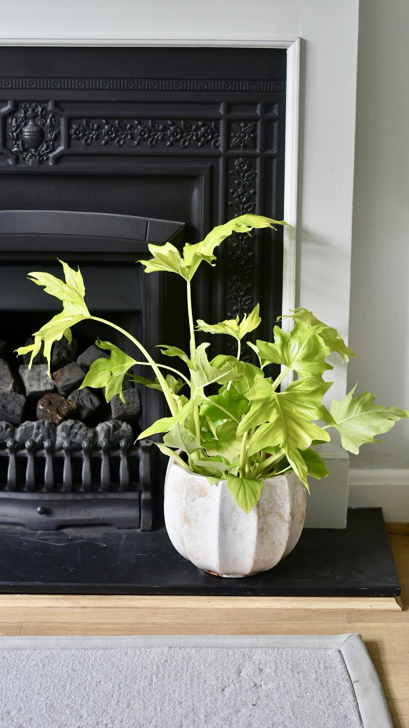 Philodendron Warscewiczii Aurea Flavum *Rare*
