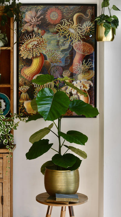 Ficus Umbellata