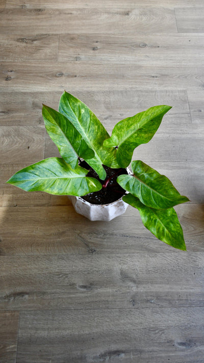 Philodendron Painted Lady