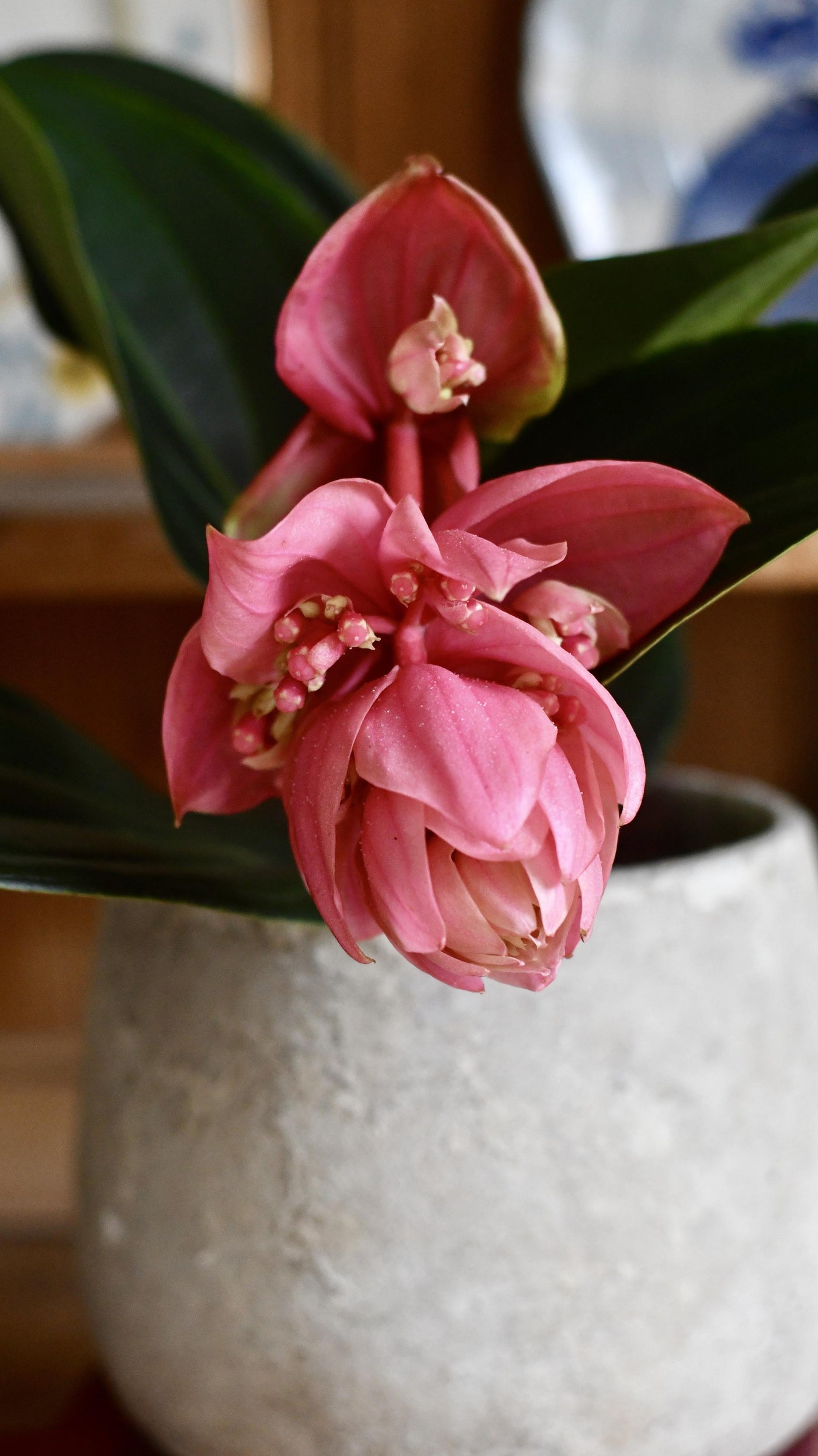 Philippine Orchid: Medinilla Magnifica - Exquisite Rose Grape Plant with Showy Pink Lanterns - Malaysian Orchid Variety