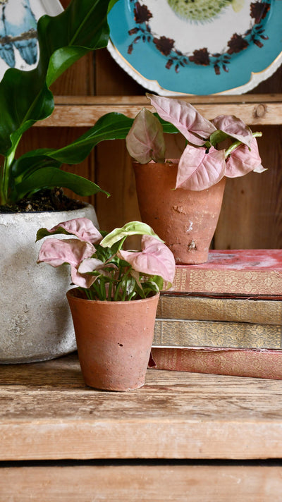 Baby Syngonium Podophyllum Red Heart