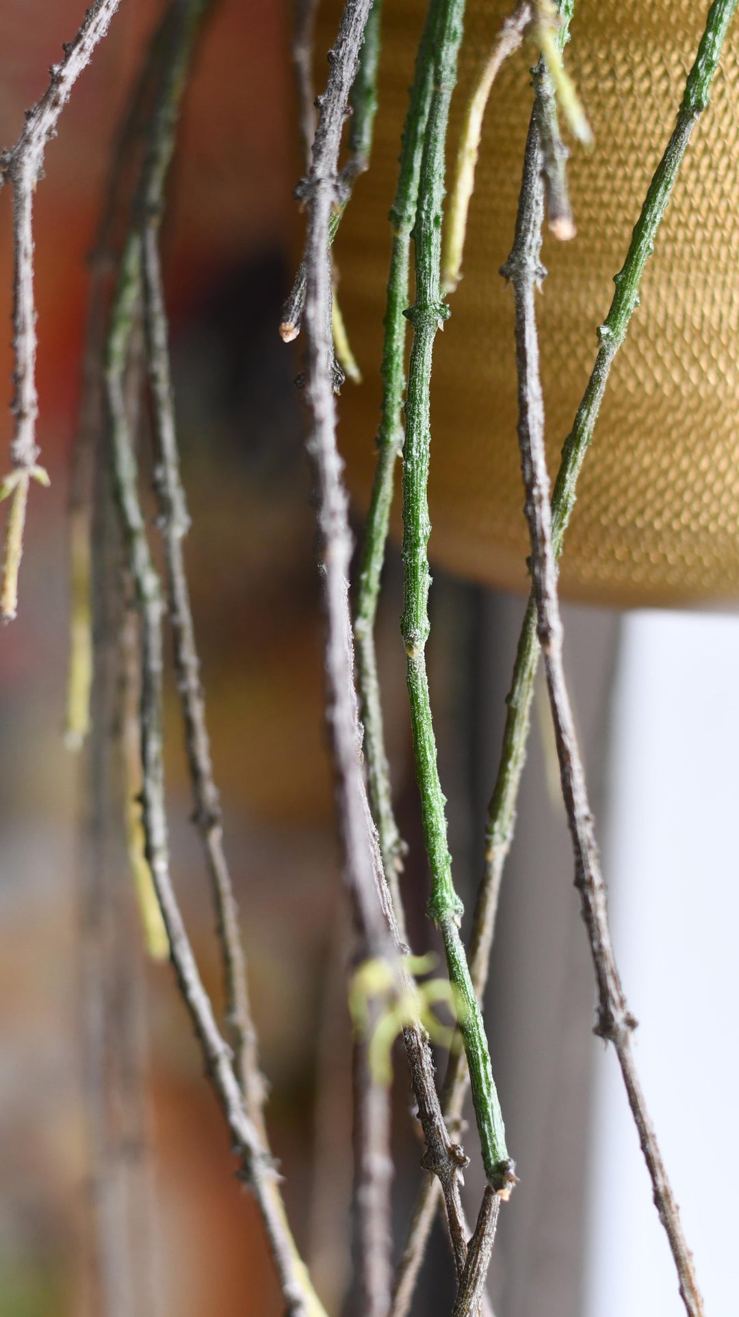 bundle of sticks succulent Cynanchum Marnierianum | Bundle of Sticks