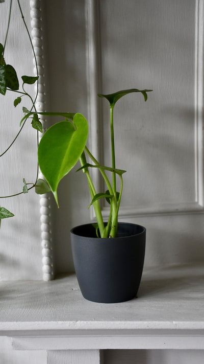 Baby Monstera Deliciosa (Swiss Cheese Plant)