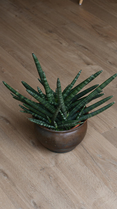 Sansevieria Cylindrica | Cylindrical Snake Plant