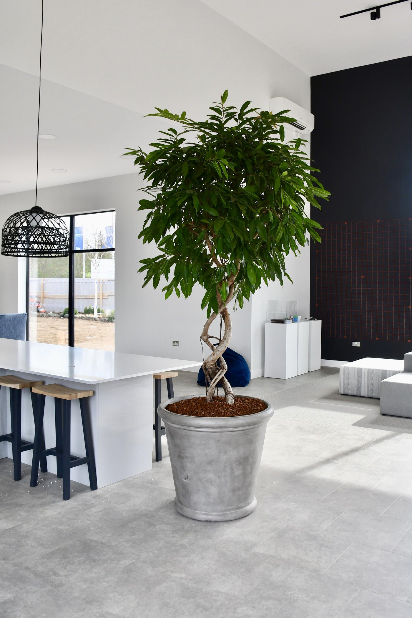 Ficus Amstel King 2.5m