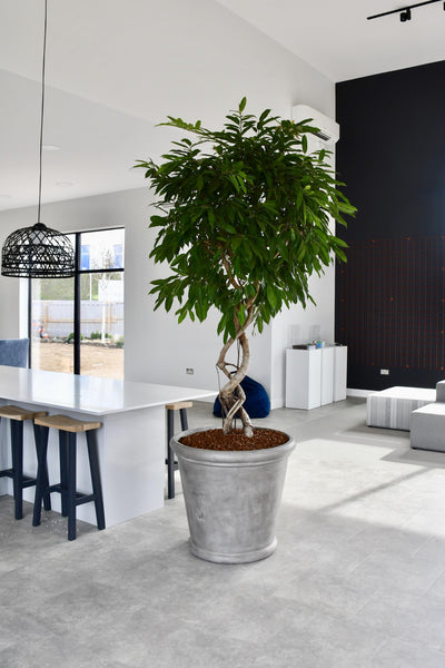 Ficus Amstel King 2.5m