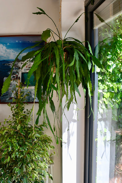 Lepismium Houlletianum