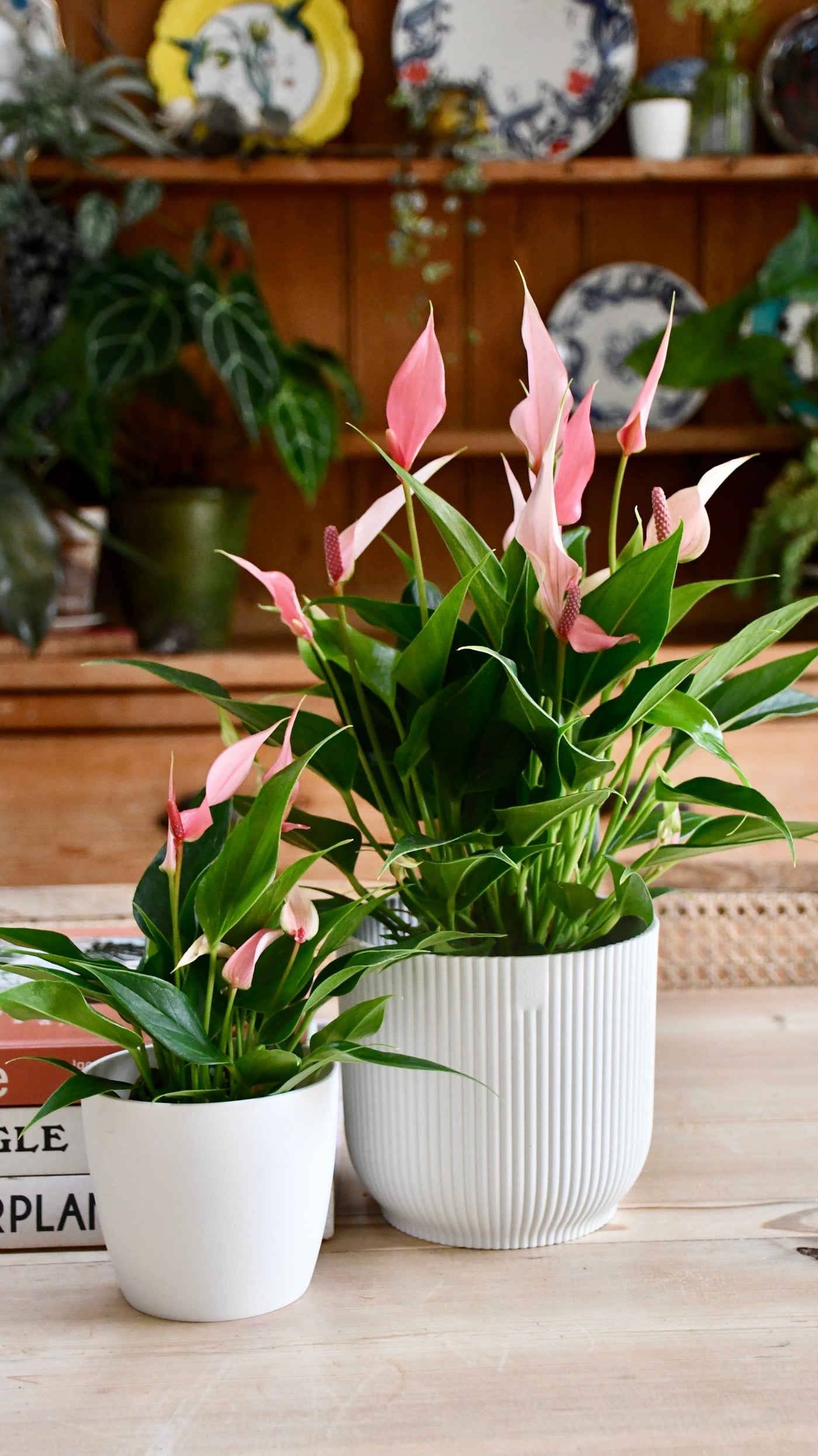 Small Anthurium Lilli & White Plant Pot