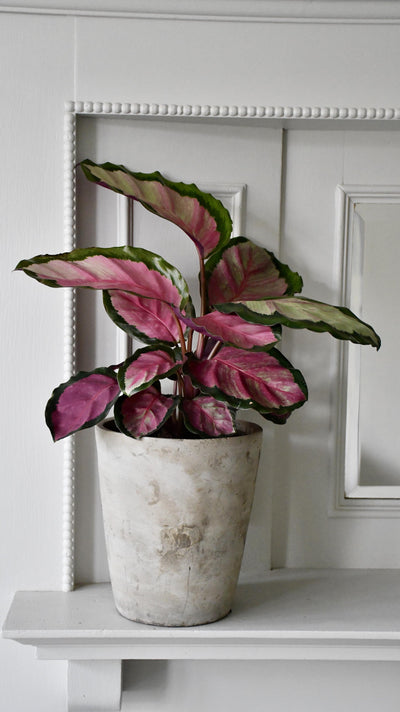 Calathea Roseopicta Rosy (Rose painted Calathea)