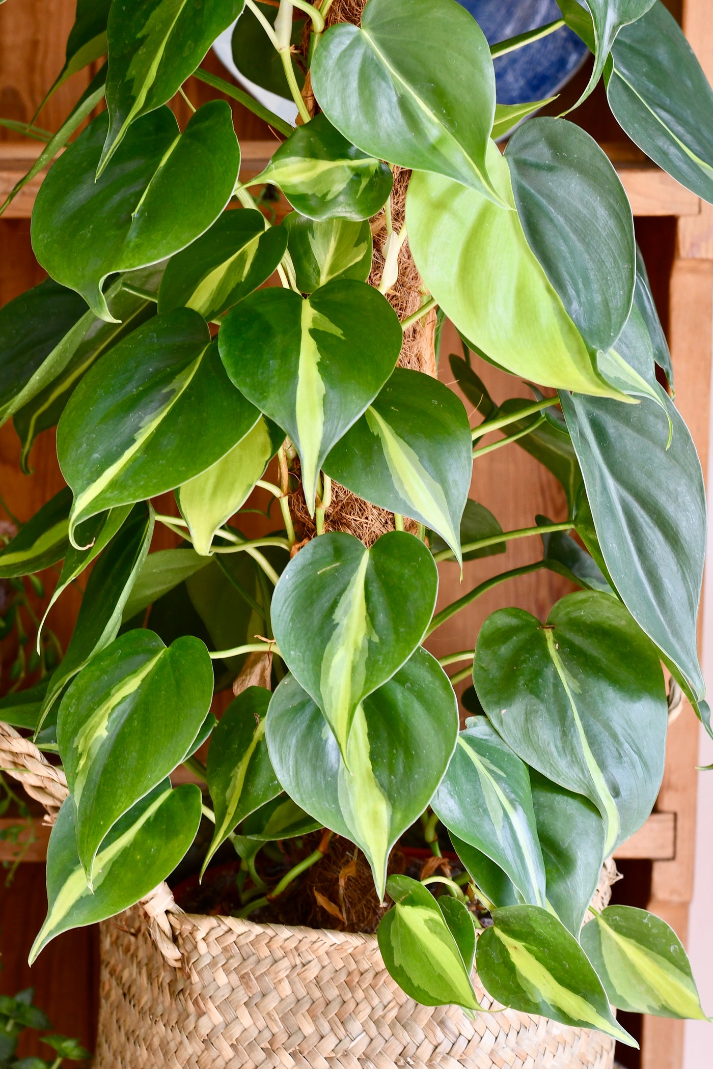 XL Philodendron Scandens Brasil