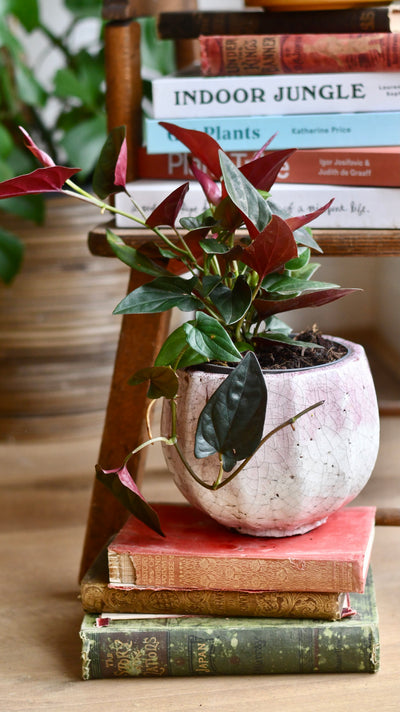 Syngonium erythrophyllum "red arrow plant"