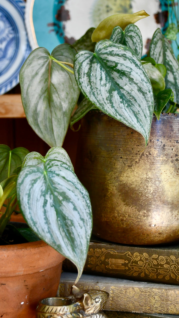 Philodendron Brandtianum | UK Plants Delivered | Happy Houseplants  Happy  Houseplants