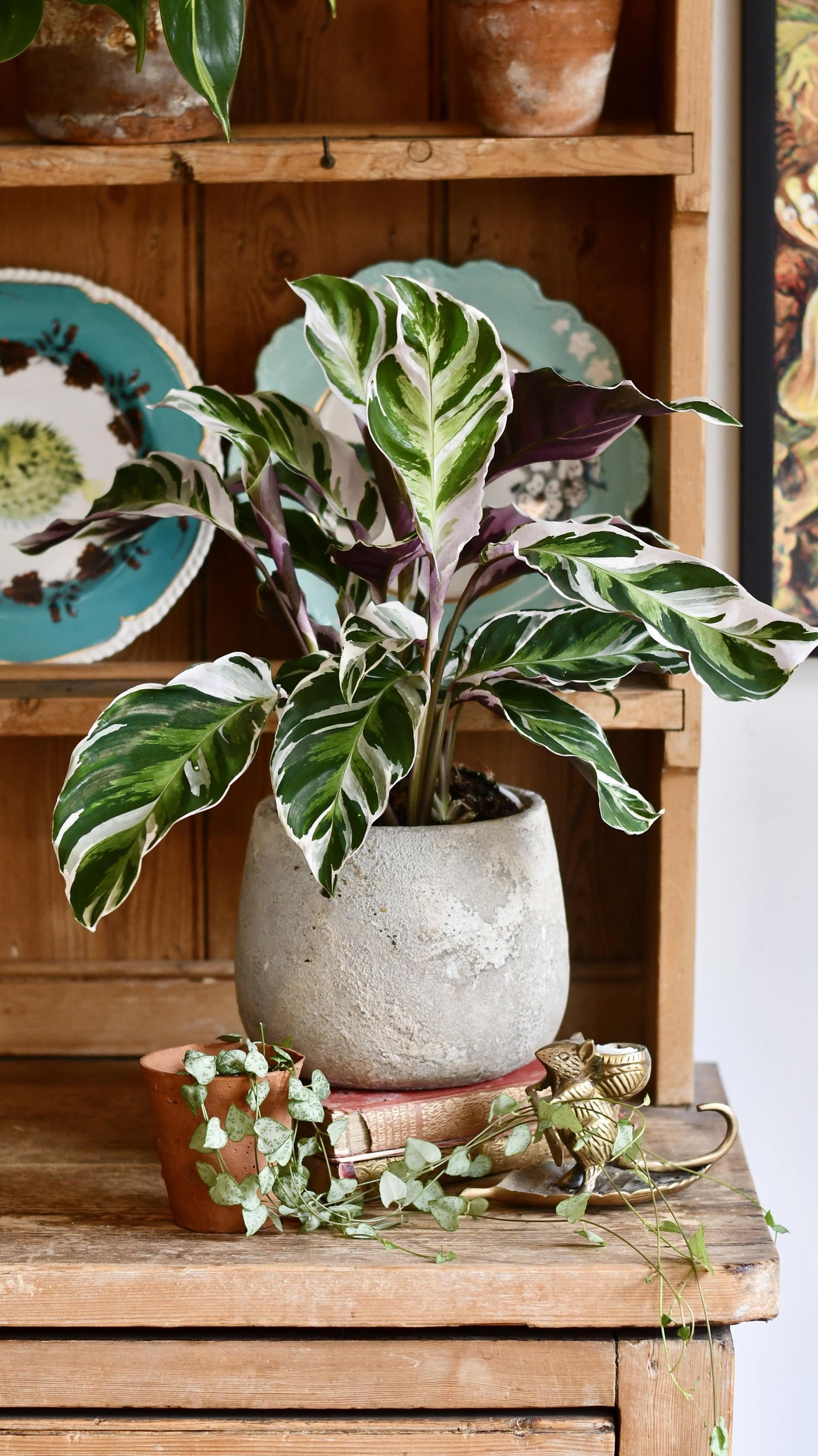 Calathea White Fusion
