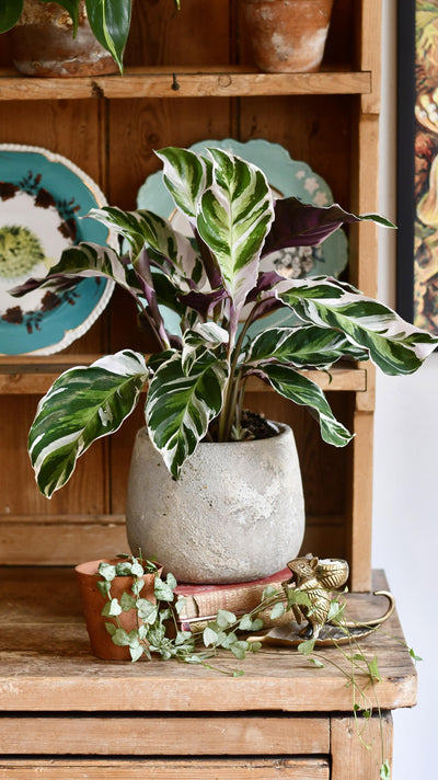Calathea White Fusion